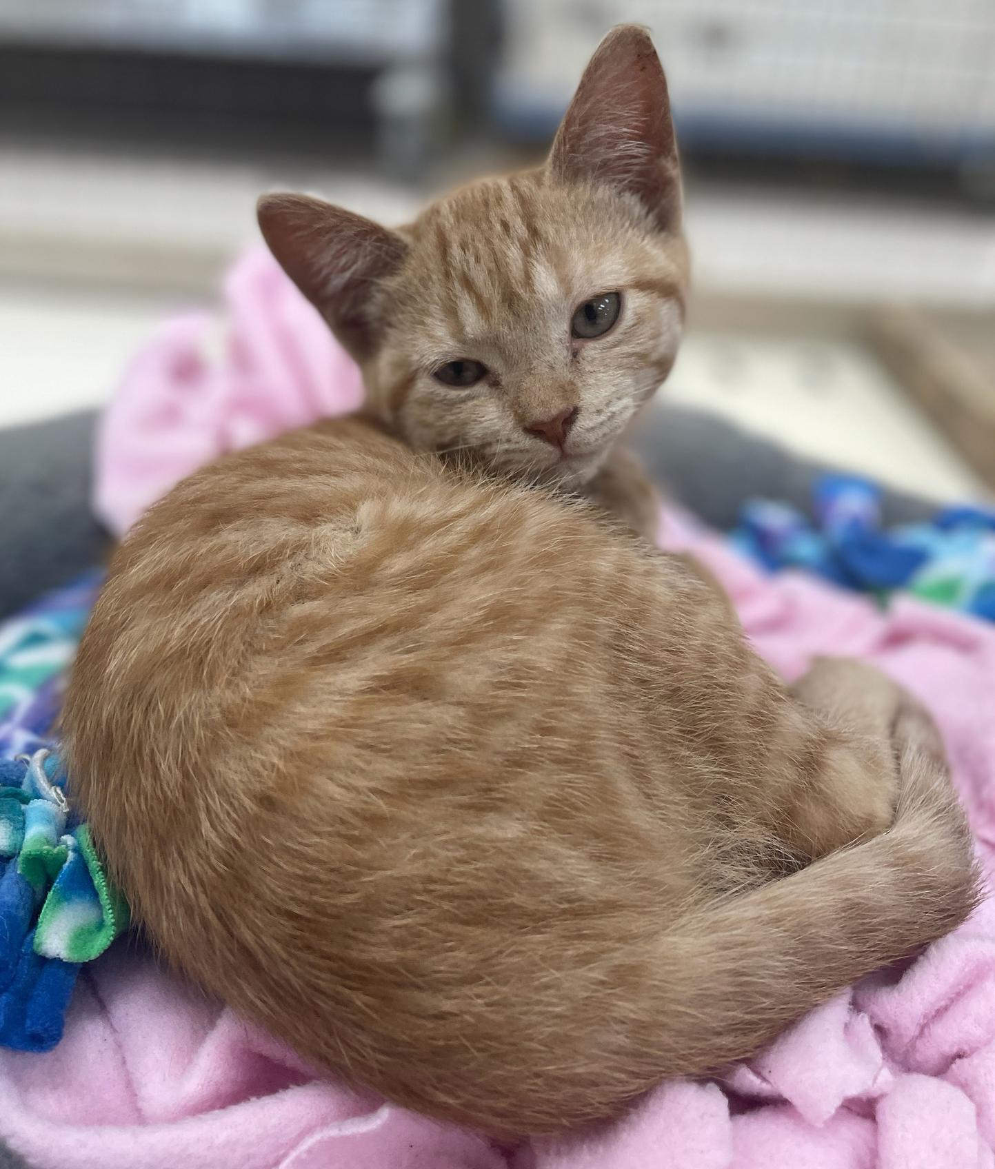 Drizzle, a Adoptable Domestic Short Hair in Neillsville, WI image 4/5