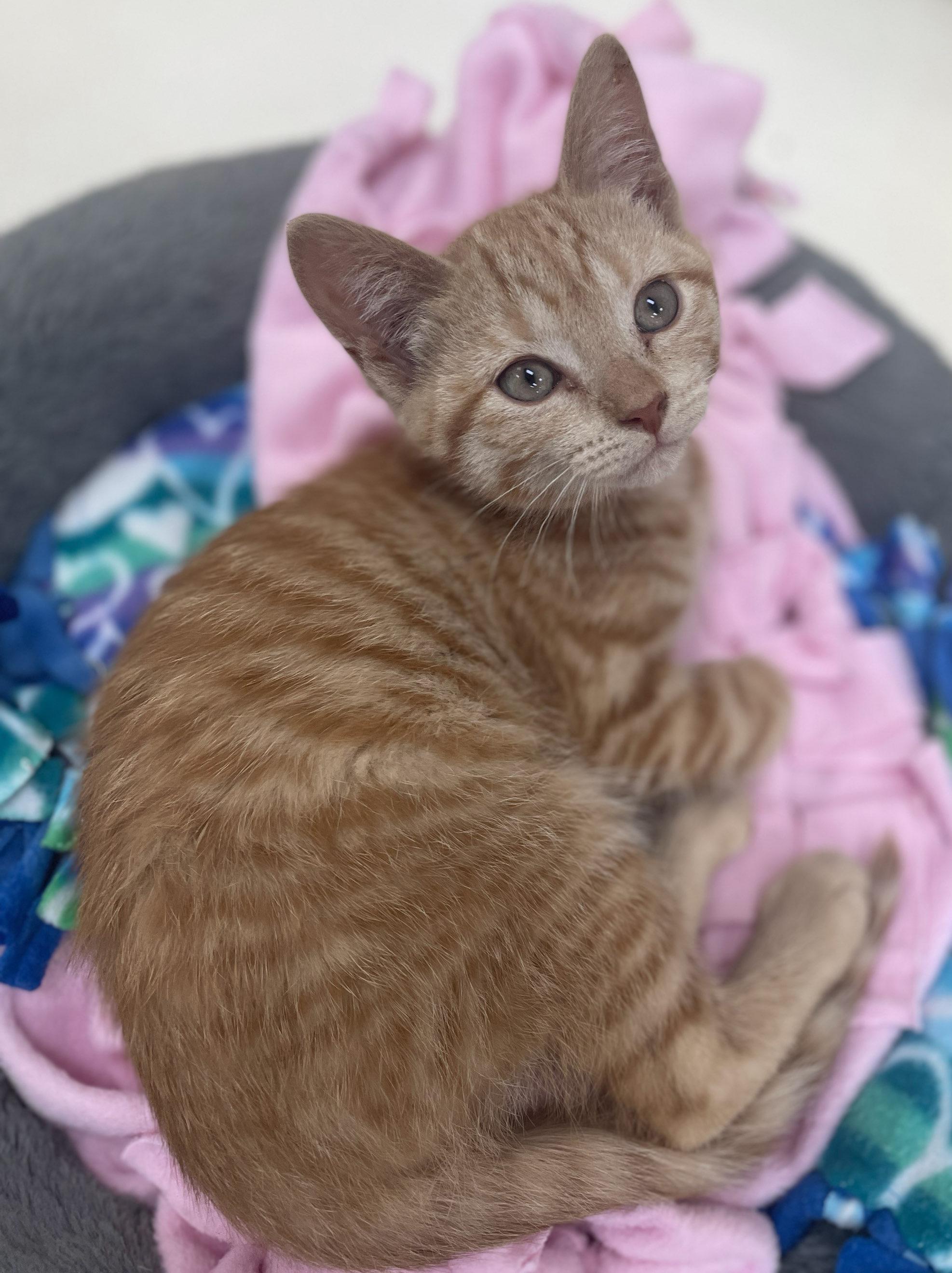 Drizzle, a Adoptable Domestic Short Hair in Neillsville, WI image 5/5