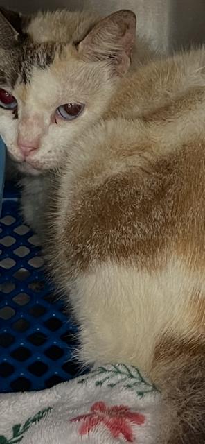 Enlarge Phyllis Diller, a Adoptable Snowshoe in Jackson, LA image 1/1