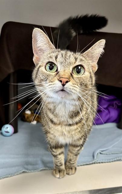 ALICE, Adoptable, Adult Female Domestic Short Hair.