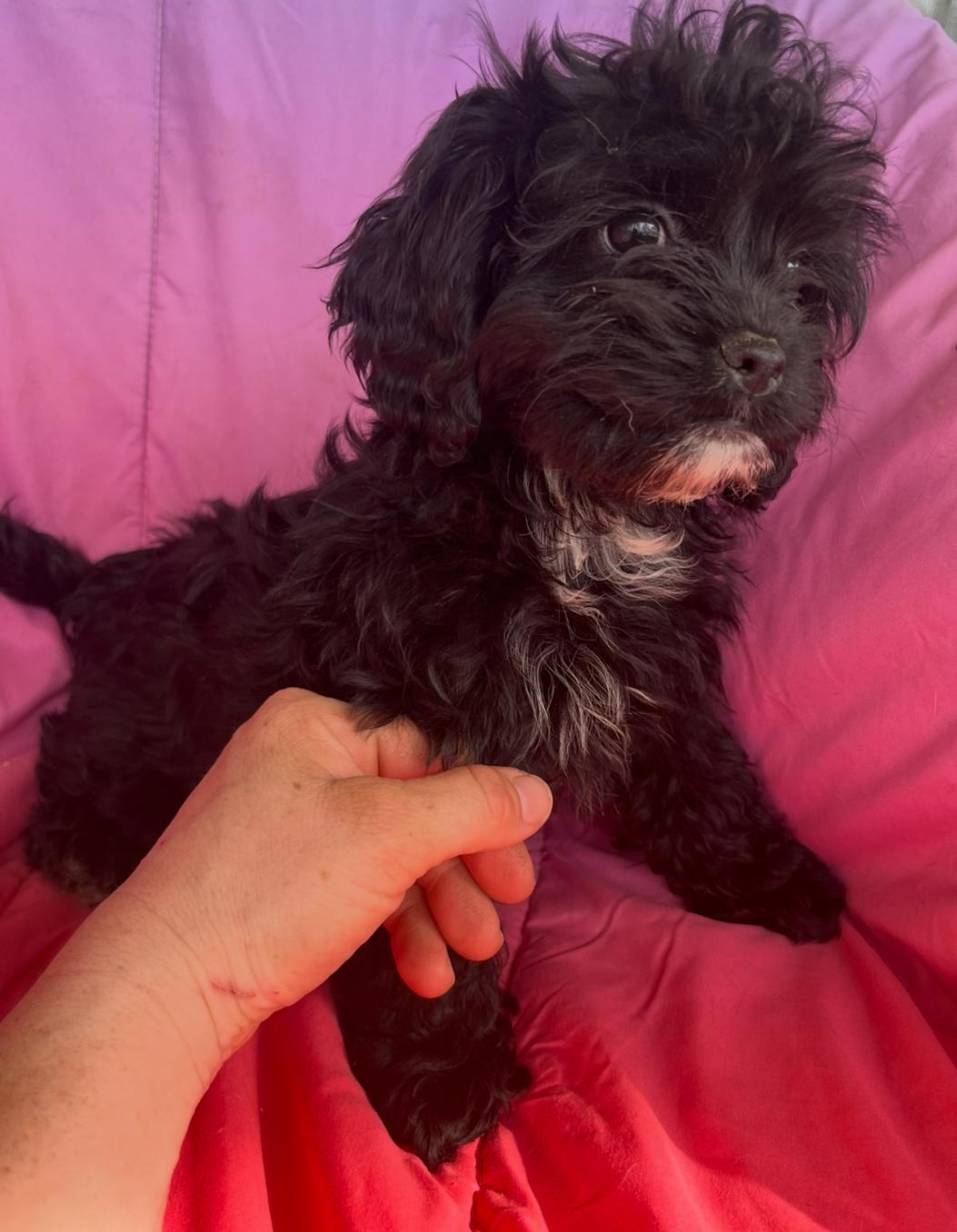 Enlarge Posey, an adopted mixed breed in Rock Hill, SC image 2/3