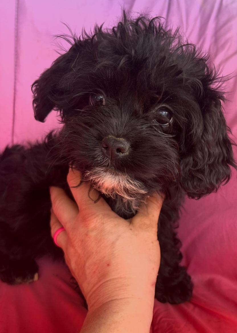 Enlarge Posey, an adopted mixed breed in Rock Hill, SC image 3/3