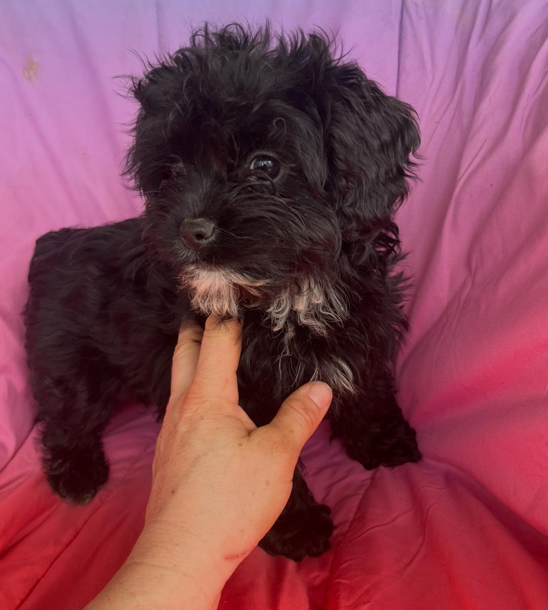 Posey, adopted, Puppy Female Spaniel & Poodle (Toy).