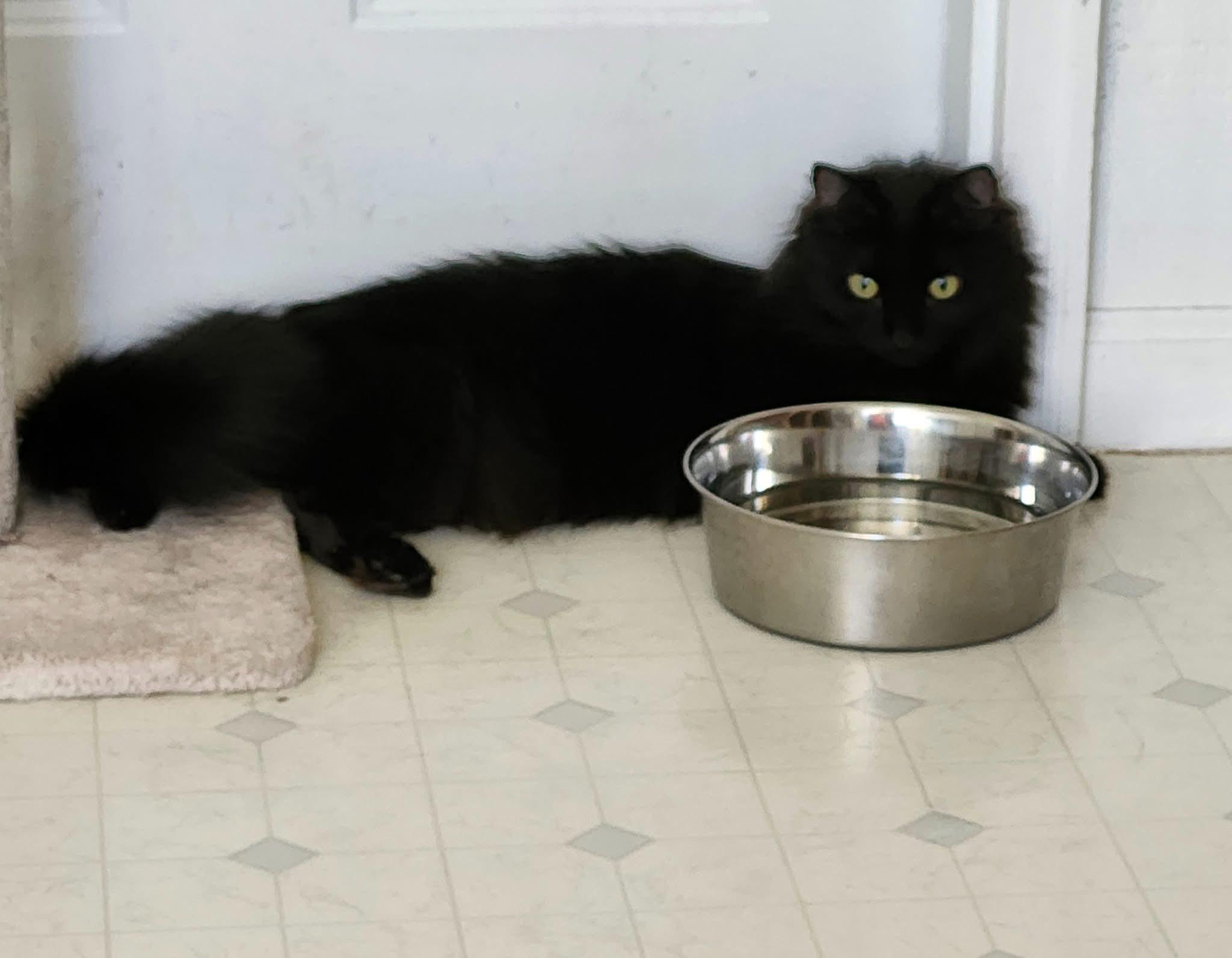 Enlarge Bean J (Best friends with Heath J), a Adoptable Domestic Long Hair in Stowe, PA image 1/2
