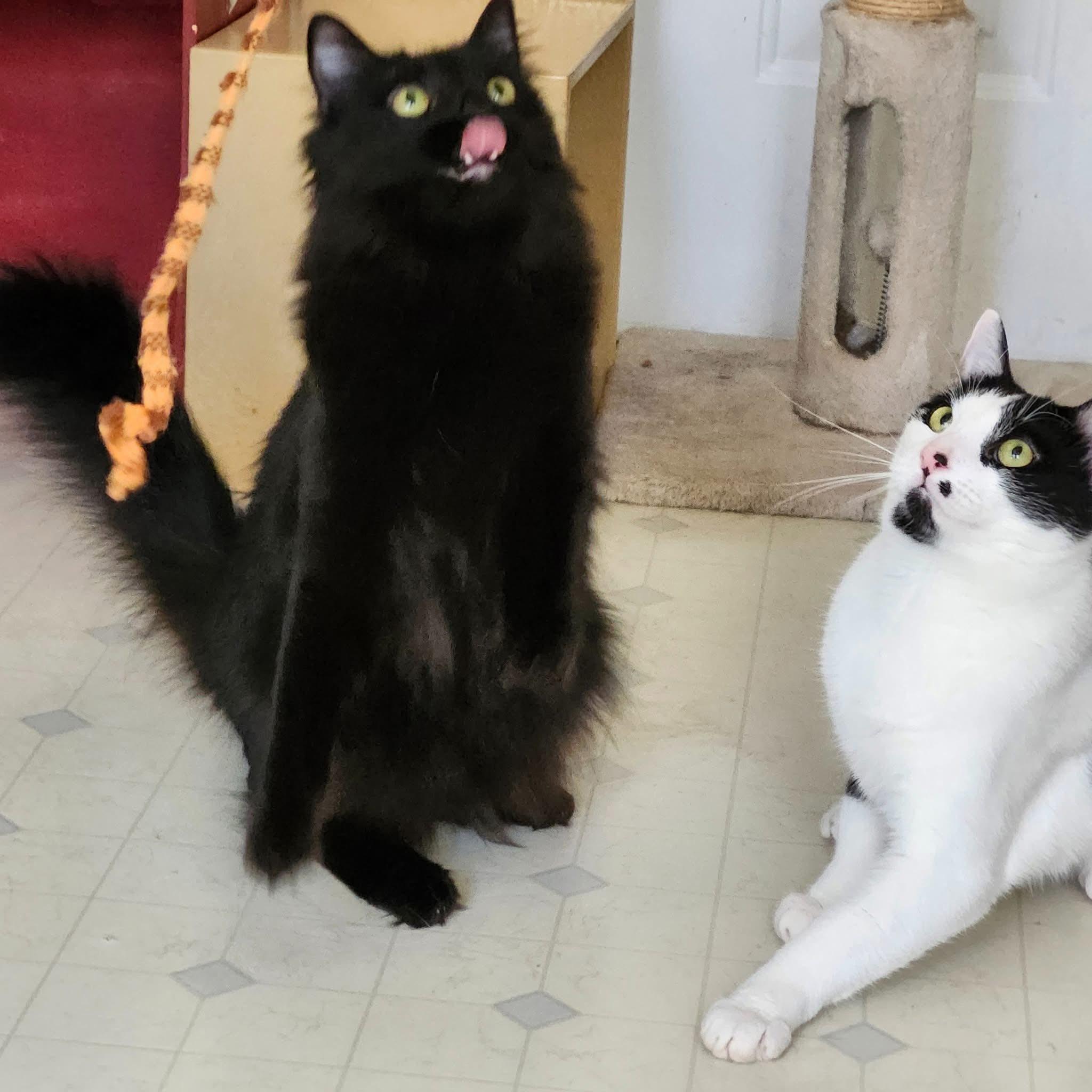 Enlarge Bean J (Best friends with Heath J), a Adoptable Domestic Long Hair in Stowe, PA image 2/2