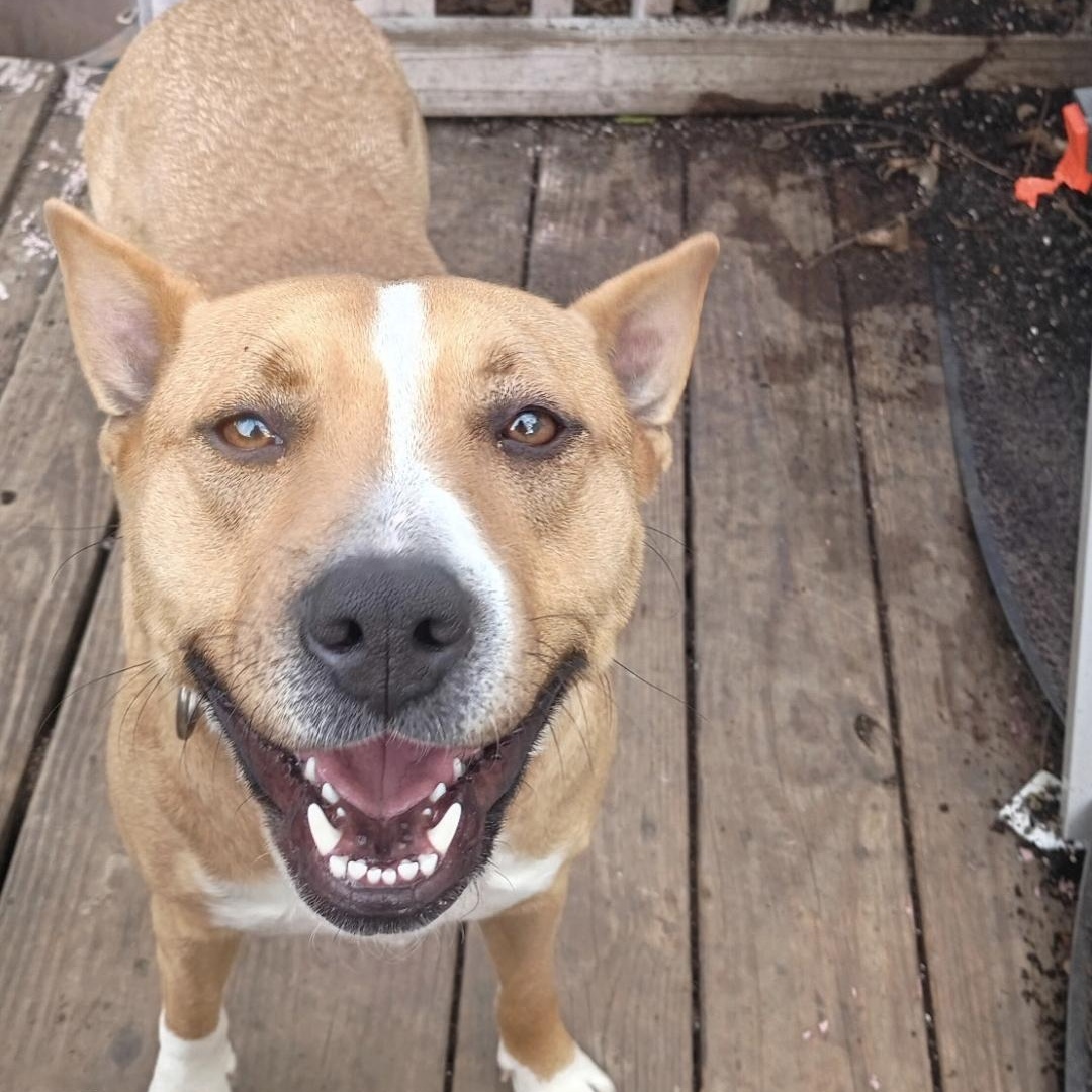 Sweet Pea, Adoptable, Adult Female American Staffordshire Terrier.