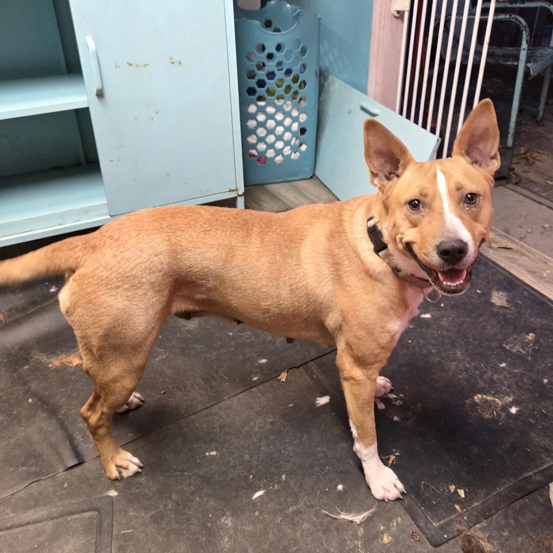 Enlarge Sweet Pea, a Adoptable mixed breed in phenix city, AL image 2/2