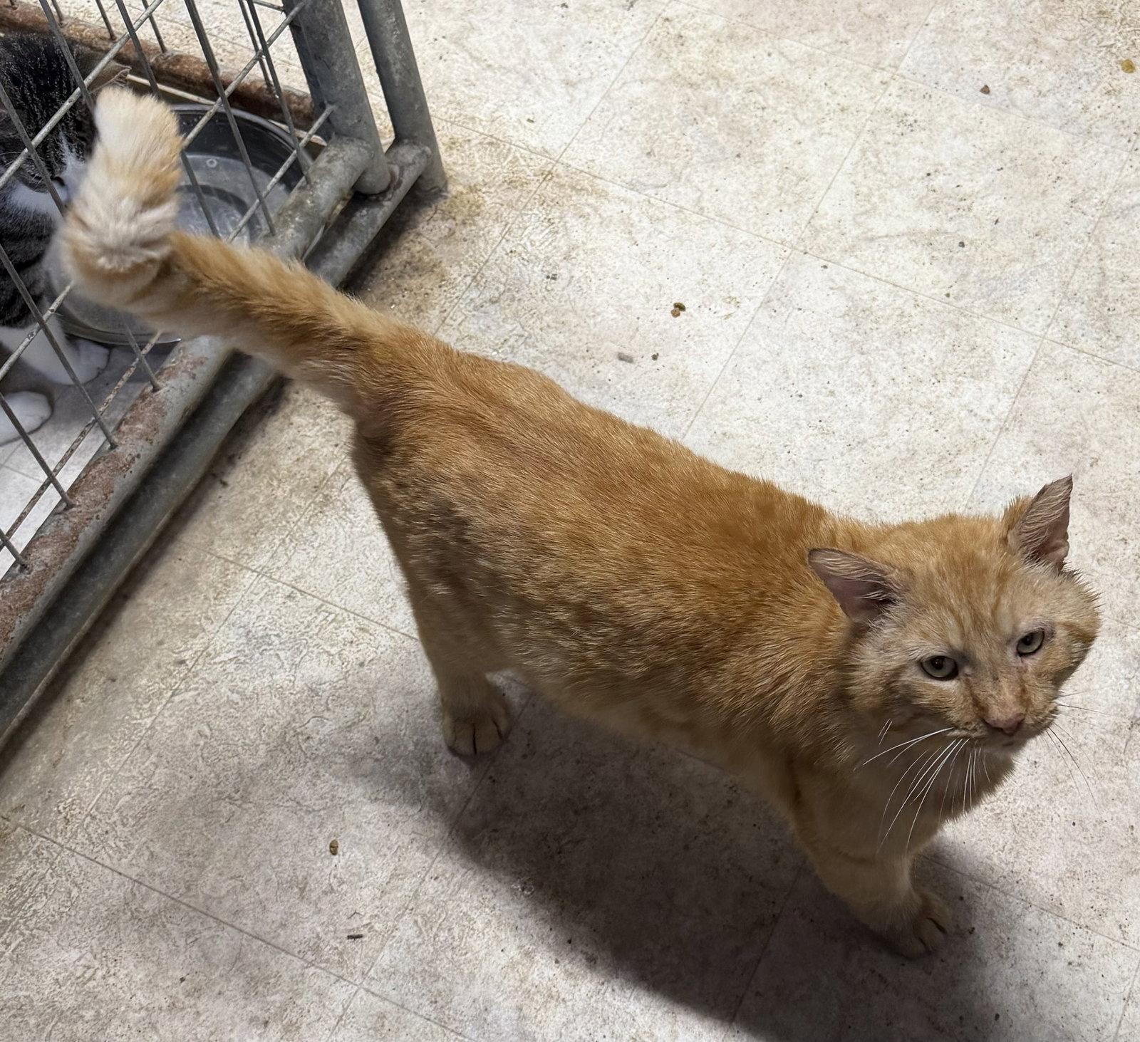 Ferdinand  FIV +, Adoptable, Senior Male Domestic Short Hair.