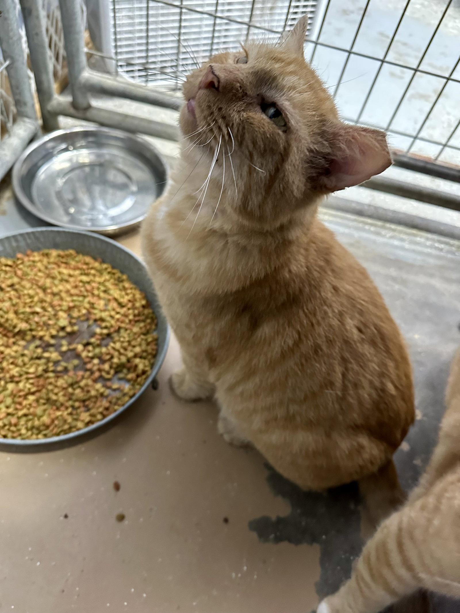 Enlarge Ferdinand  FIV +, a Adoptable Domestic Short Hair in Elkins, WV image 2/3