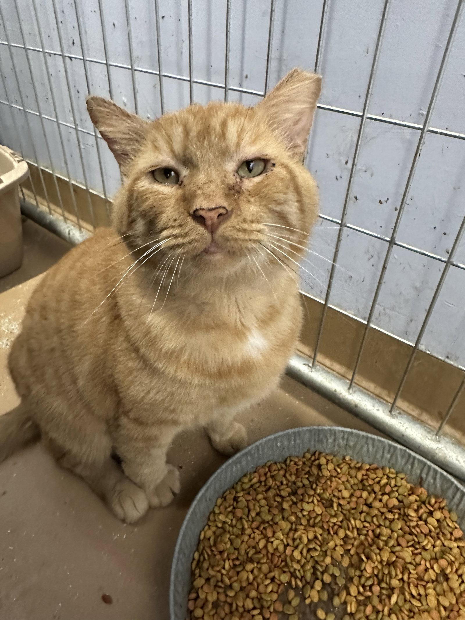 Enlarge Ferdinand  FIV +, a Adoptable Domestic Short Hair in Elkins, WV image 3/3