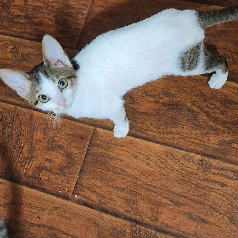 Wonder, Adoptable, Kitten Female Domestic Short Hair.