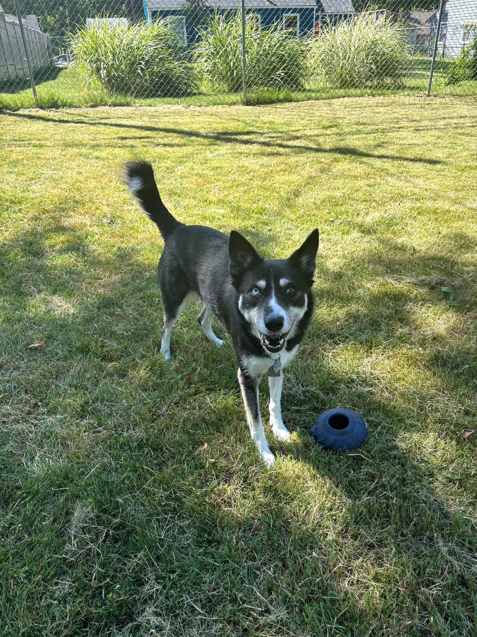 Herky, Adopted, Adult Female Australian Shepherd & Husky.
