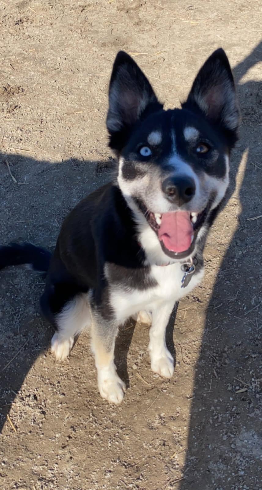Herky, a Adopted mixed breed in Independence, MO image 2/5