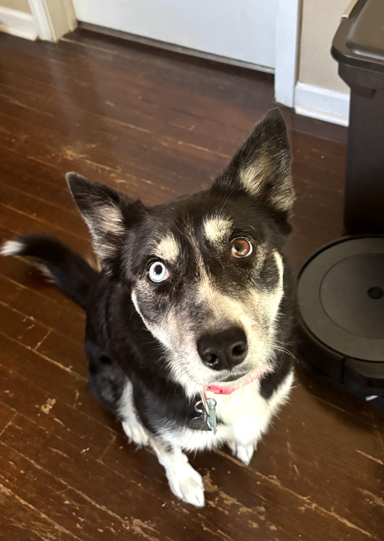 Herky, a Adopted mixed breed in Independence, MO image 4/5