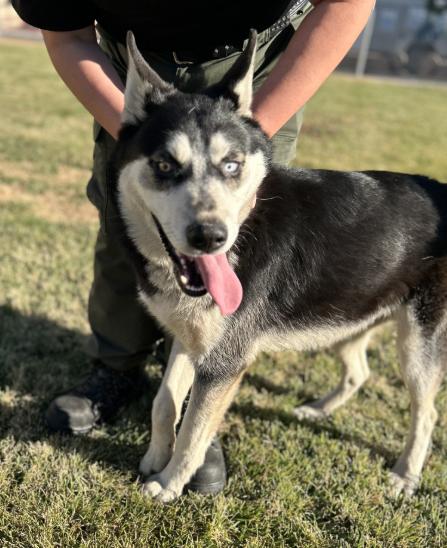 Cupid #0703 (808), ADOPTABLE, Adult Male Husky.