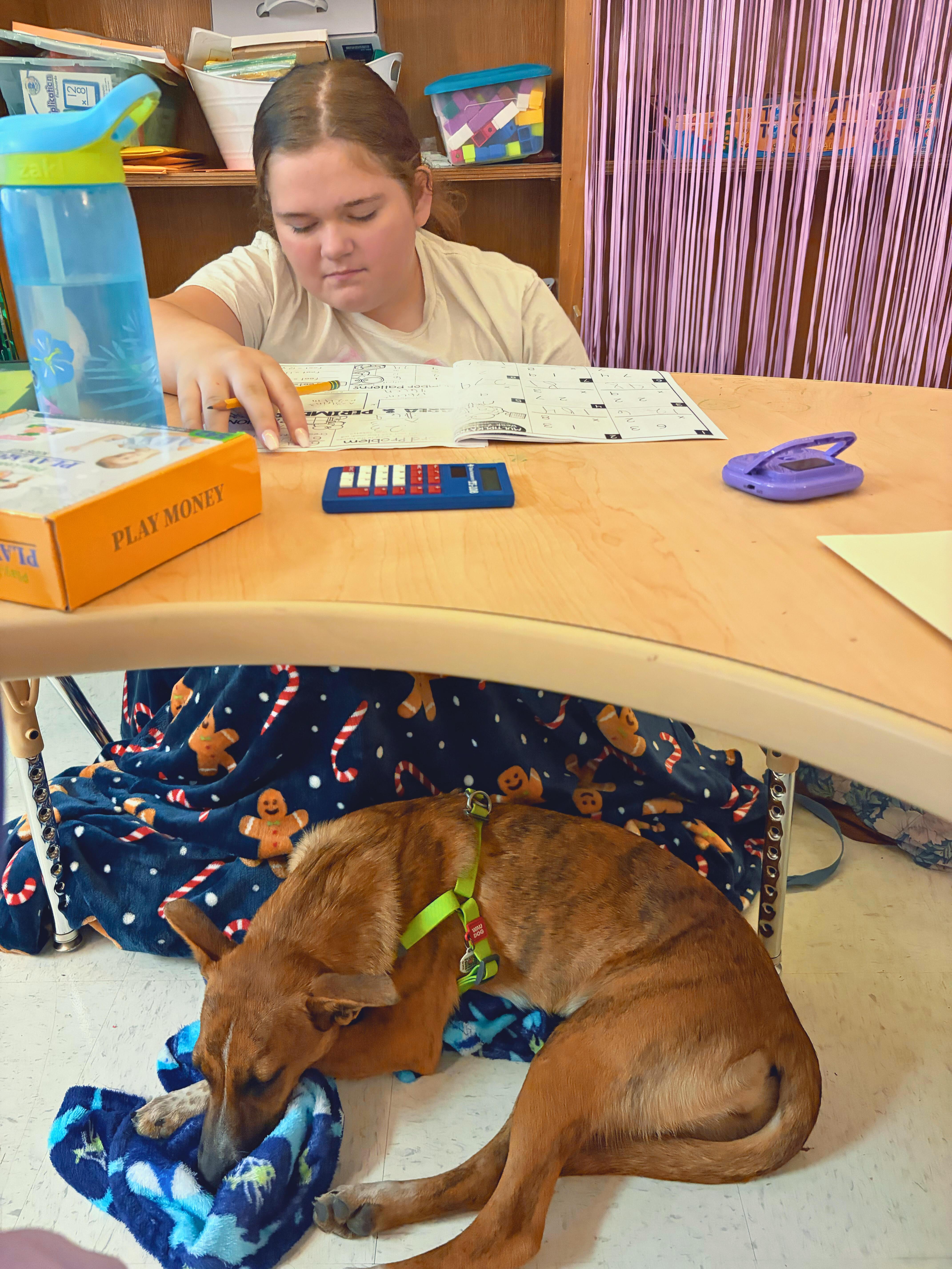 BRANDY-Star Student, a Adoptable mixed breed in Stephenville, TX image 5/6