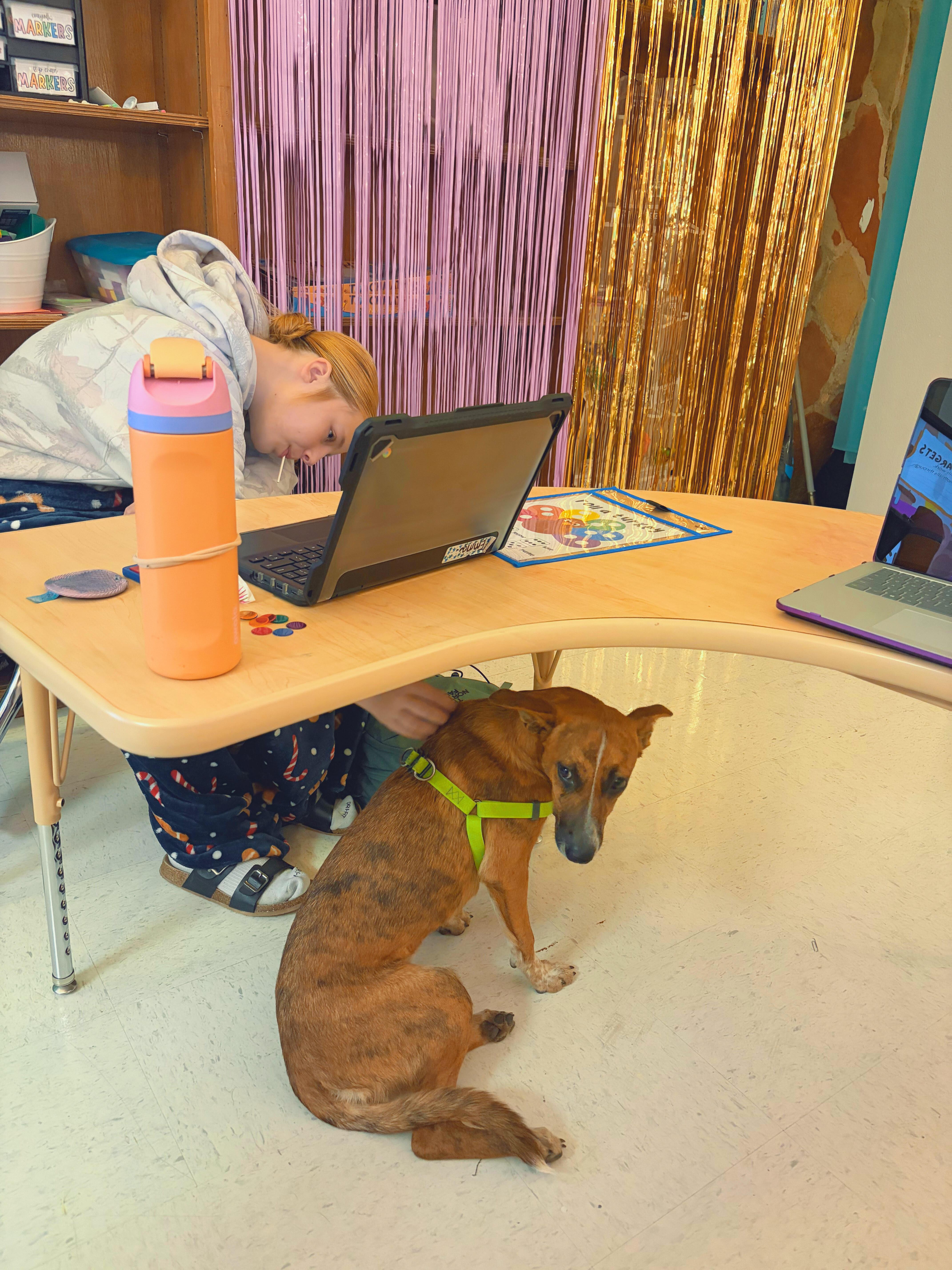 BRANDY-Star Student, a Adoptable mixed breed in Stephenville, TX image 2/6