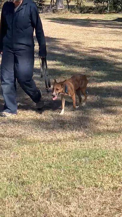 Enlarge BRANDY-Star Student, a Adoptable mixed breed in Stephenville, TX video 6/6