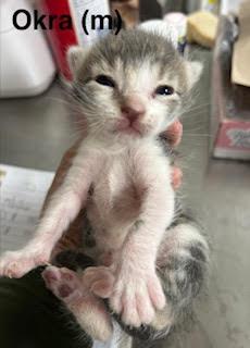 Okra, Adoptable, Kitten Male Domestic Short Hair.