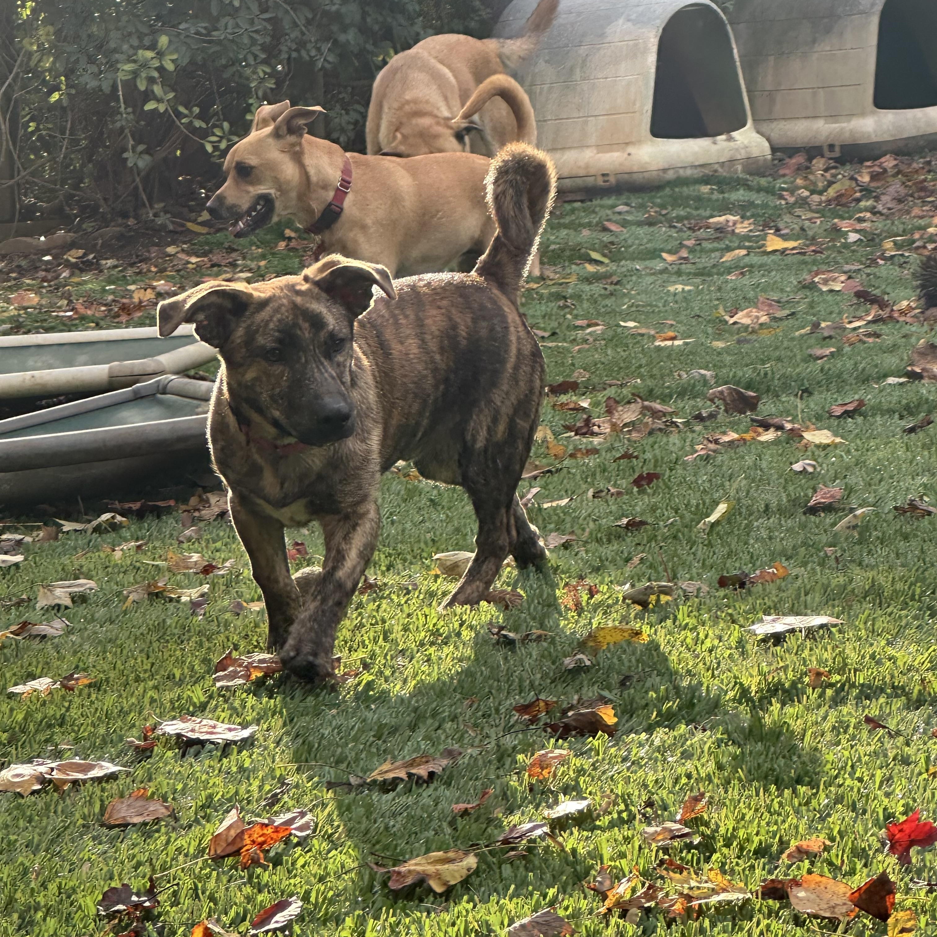 Enlarge Monkey, a Adopted mixed breed in Sherman, CT image 5/6