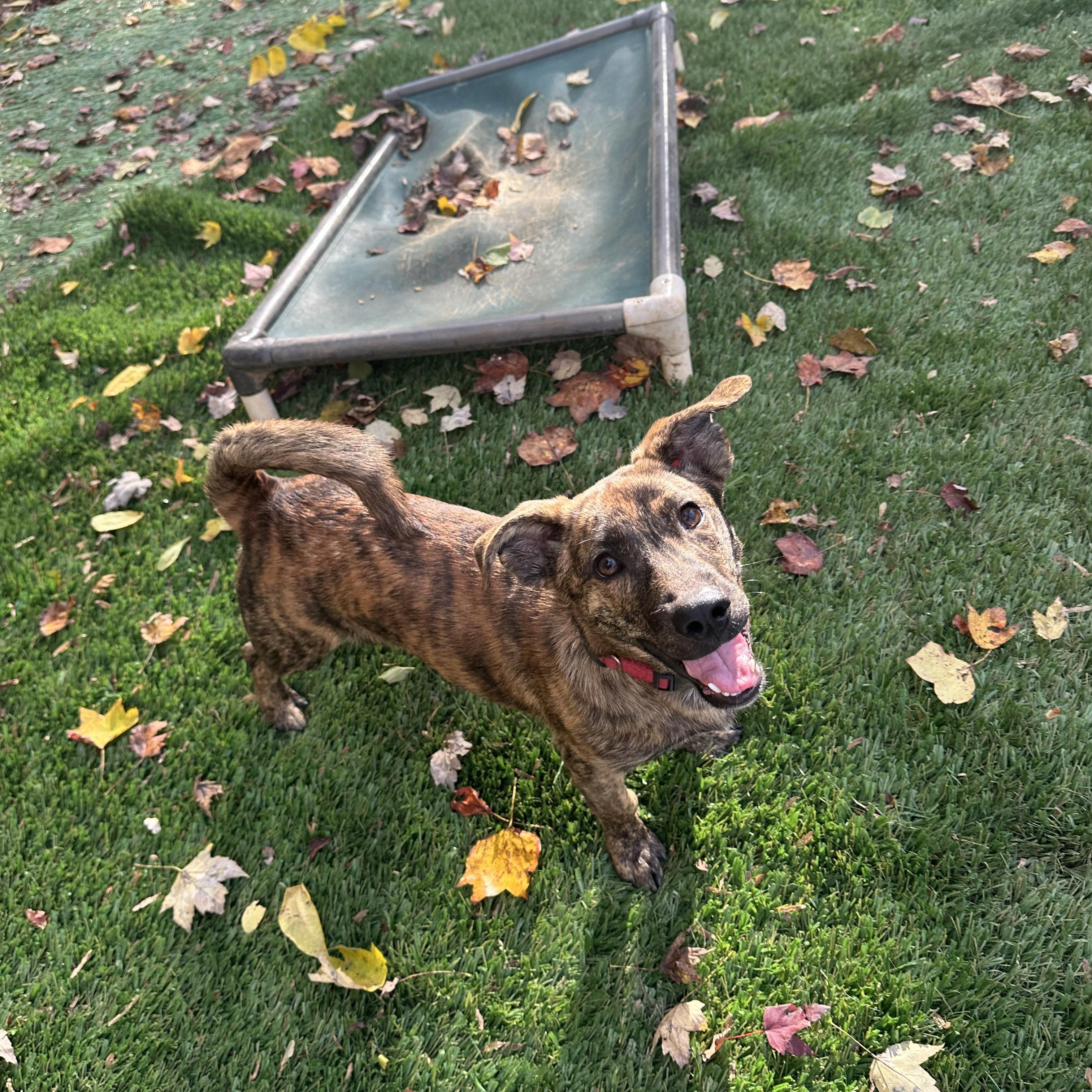 Enlarge Monkey, a Adopted mixed breed in Sherman, CT image 6/6