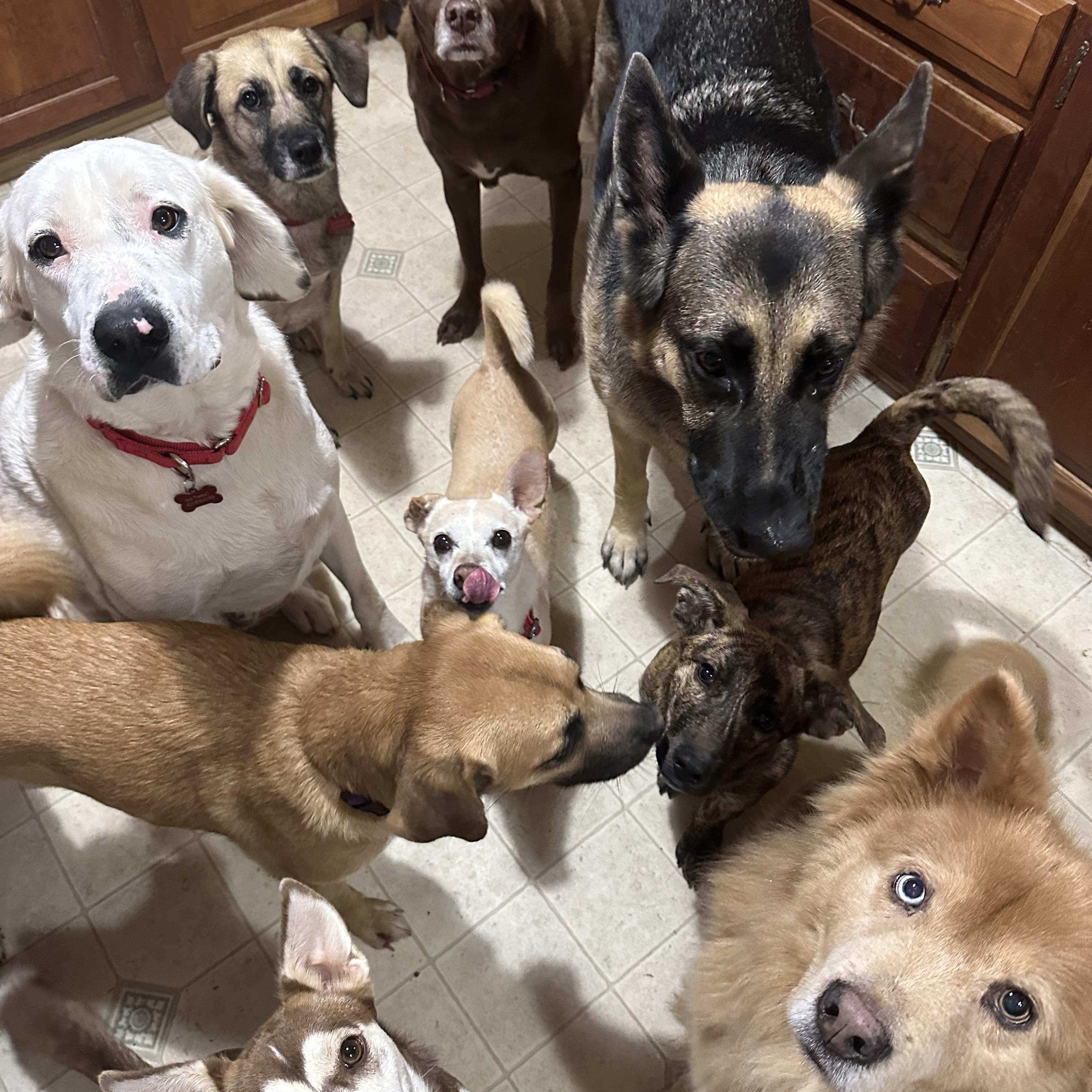 Enlarge Monkey, a Adopted mixed breed in Sherman, CT image 2/6