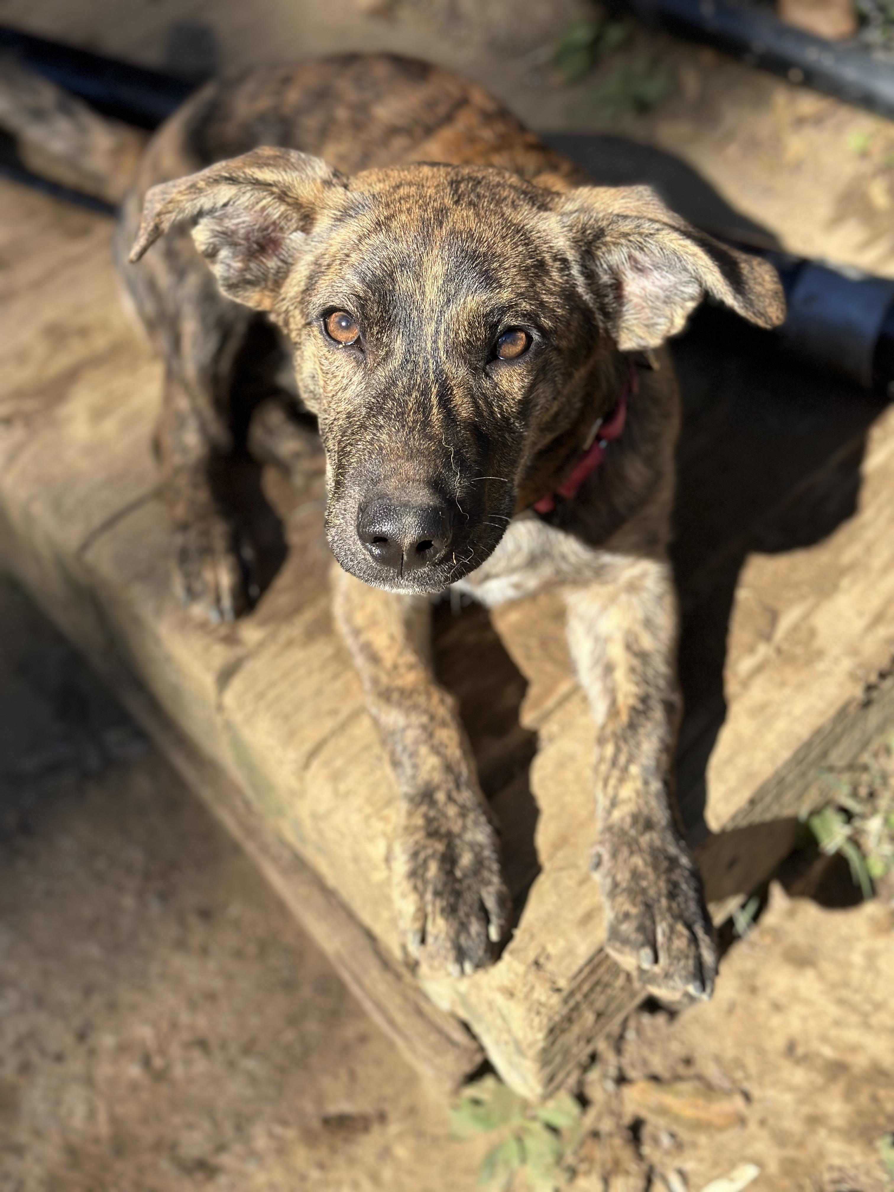 Enlarge Monkey, a Adopted mixed breed in Sherman, CT image 3/6
