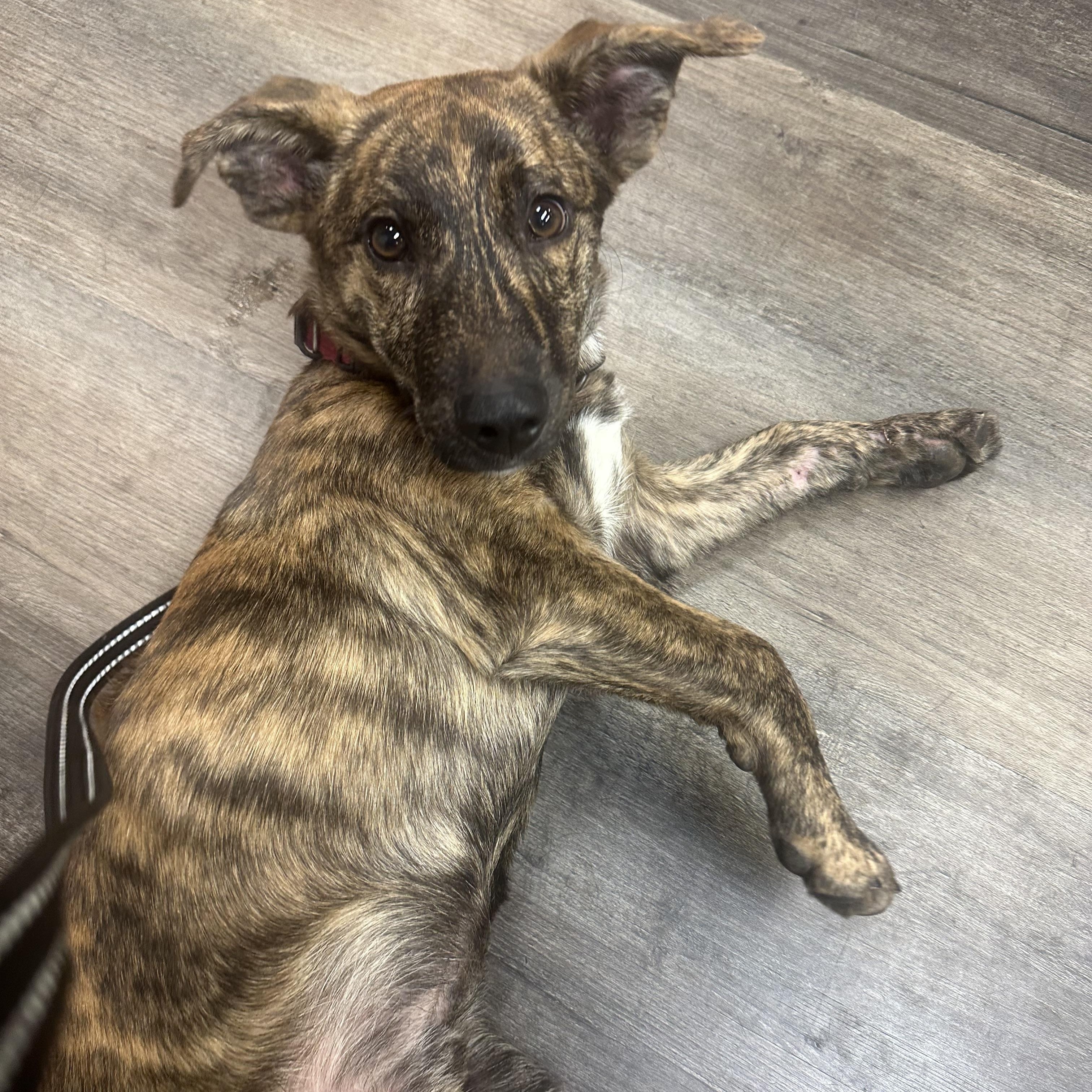 Enlarge Monkey, a Adopted mixed breed in Sherman, CT image 1/6