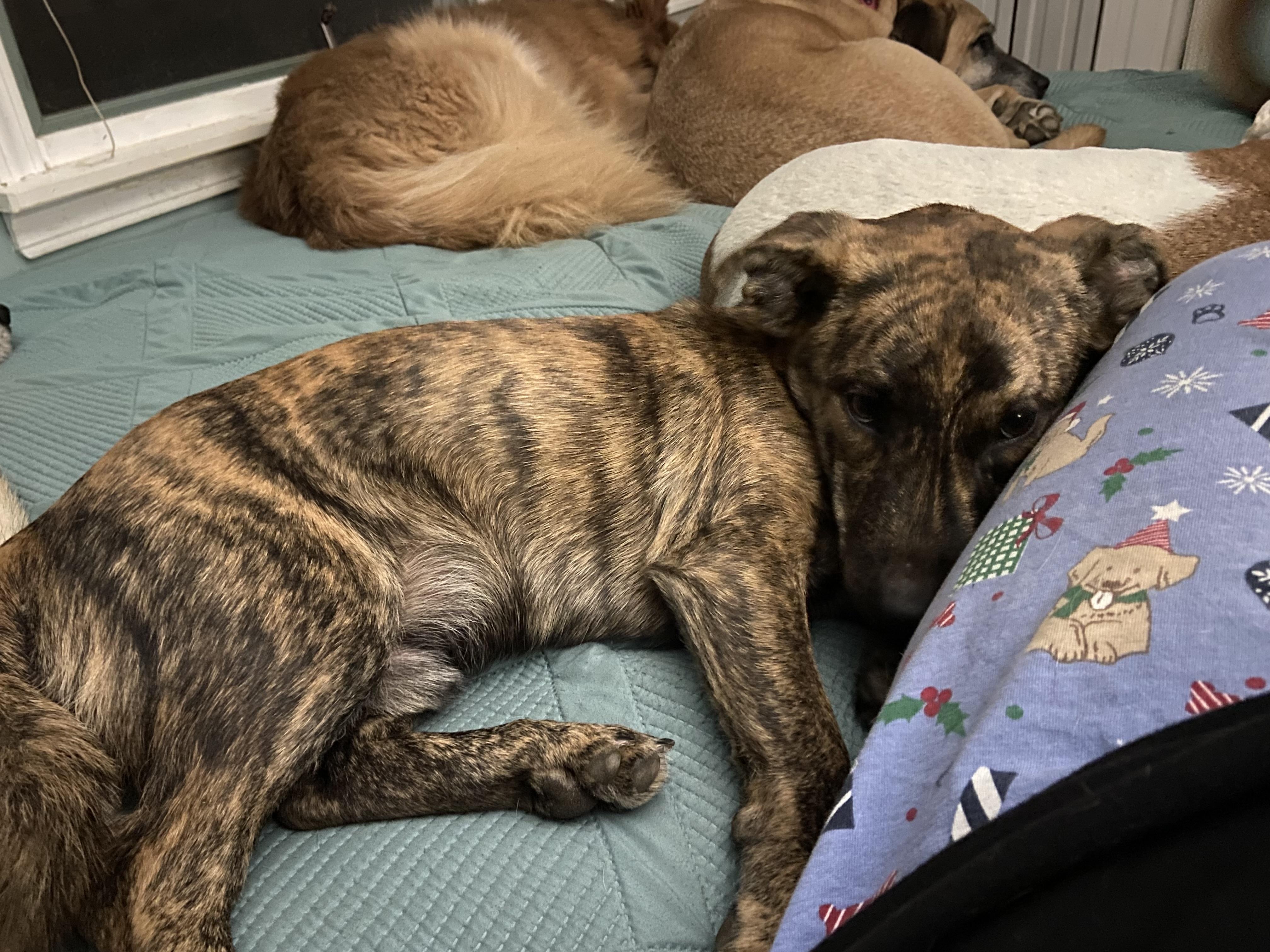 Enlarge Monkey, a Adopted mixed breed in Sherman, CT image 4/6