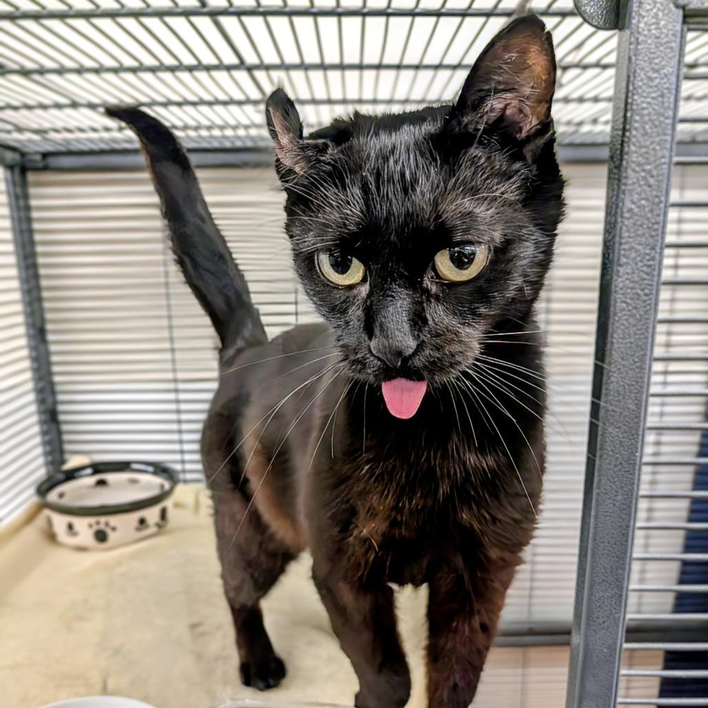 Enlarge Francesca, a Adoptable Domestic Short Hair in Delaware, OH image 1/3