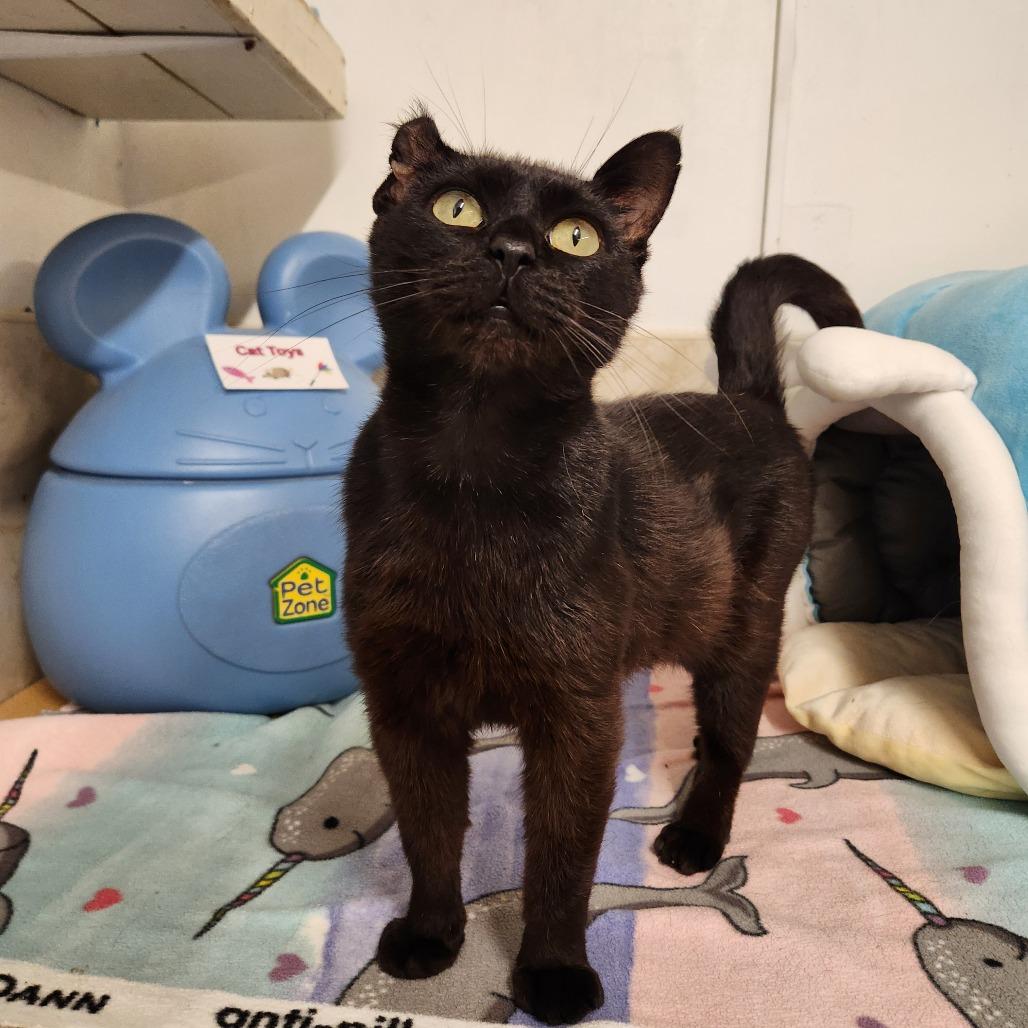 Enlarge Francesca, a Adoptable Domestic Short Hair in Delaware, OH image 2/3