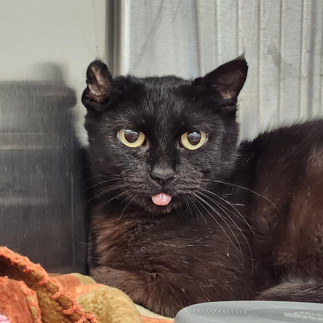 Enlarge Francesca, a Adoptable Domestic Short Hair in Delaware, OH image 3/3