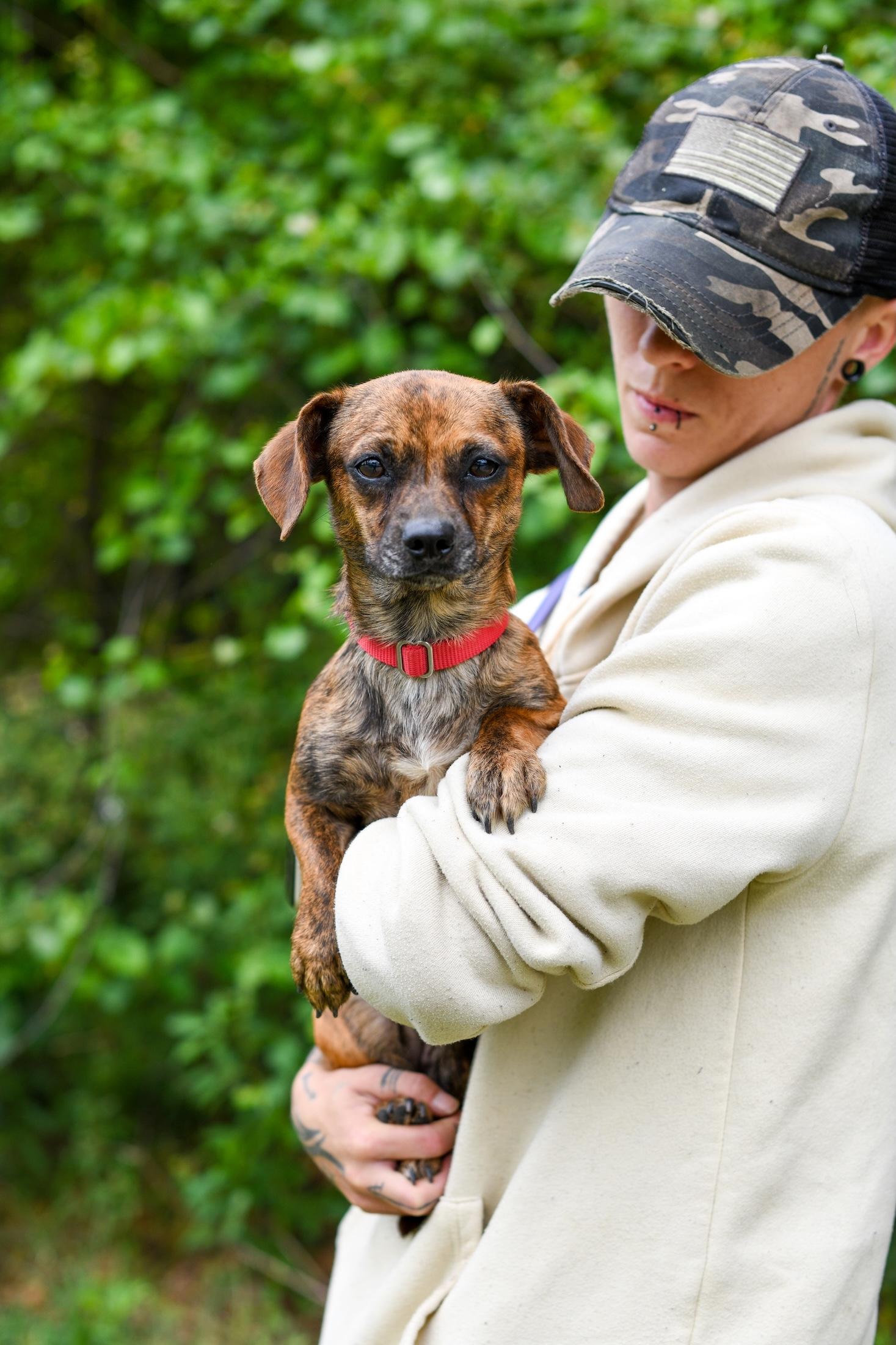 Tobi Girl, a Adoptable mixed breed in Argyle, NY image 2/4