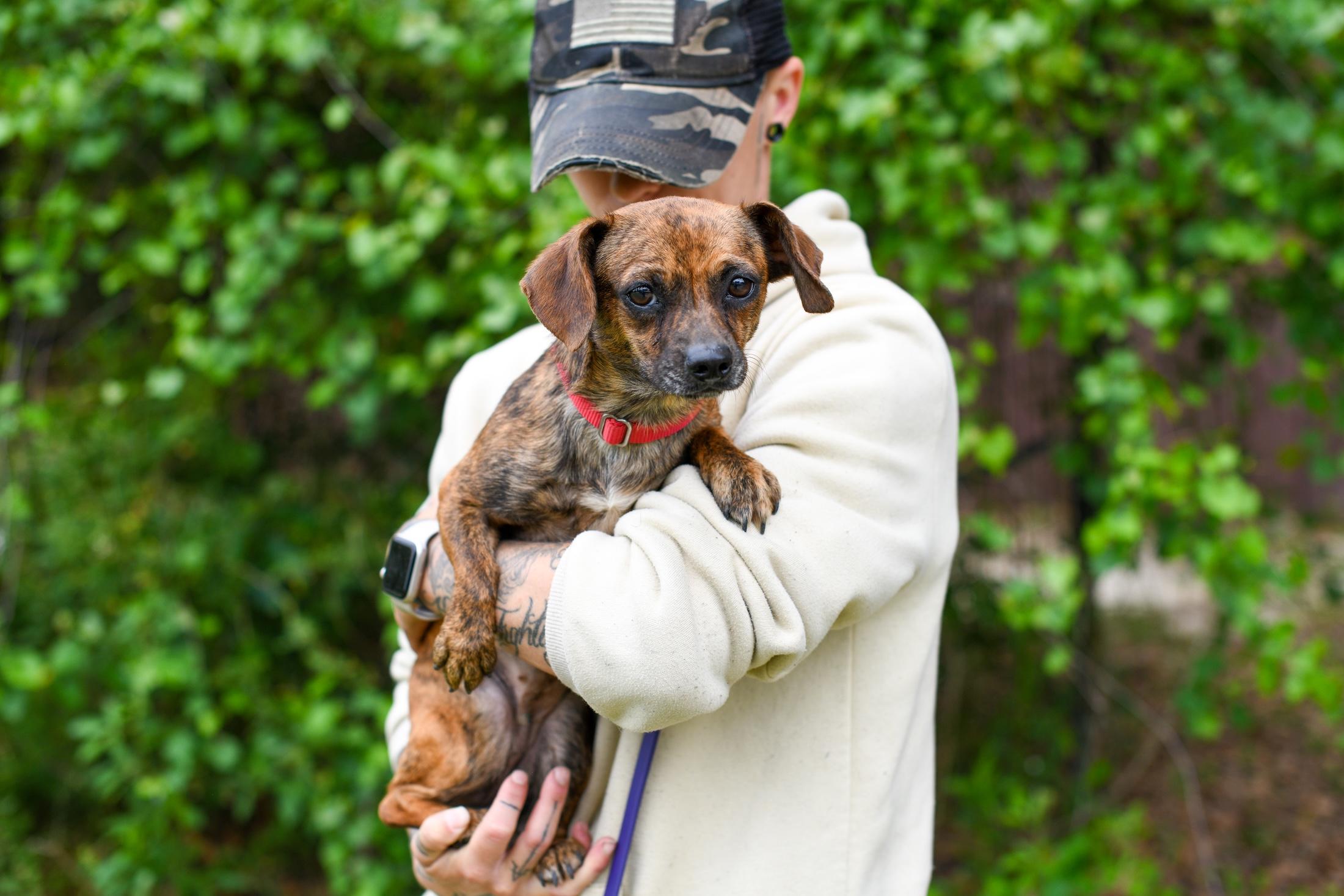 Tobi Girl, a Adoptable mixed breed in Argyle, NY image 4/4
