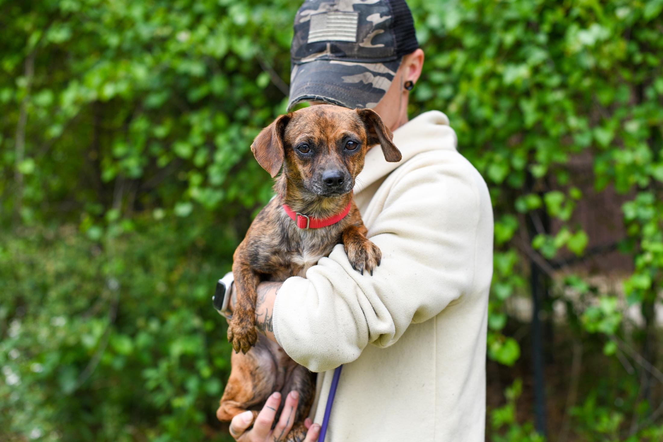 Tobi Girl, a Adoptable mixed breed in Argyle, NY image 3/4