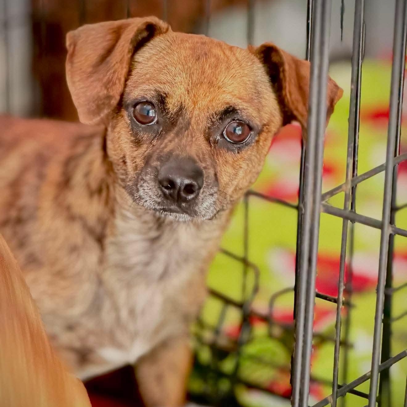 Tobi Girl, Adoptable, Young Female Chihuahua.