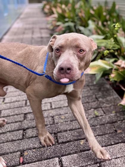 Smoky Quartz, Adoptable, Adult Male Pit Bull Terrier & Mixed Breed.
