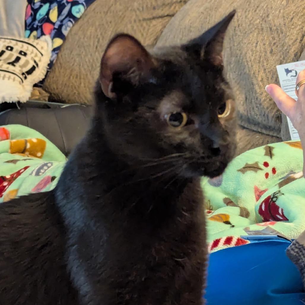 Enlarge Lightning, a Adoptable Domestic Short Hair in Shelbyville, IN image 1/1