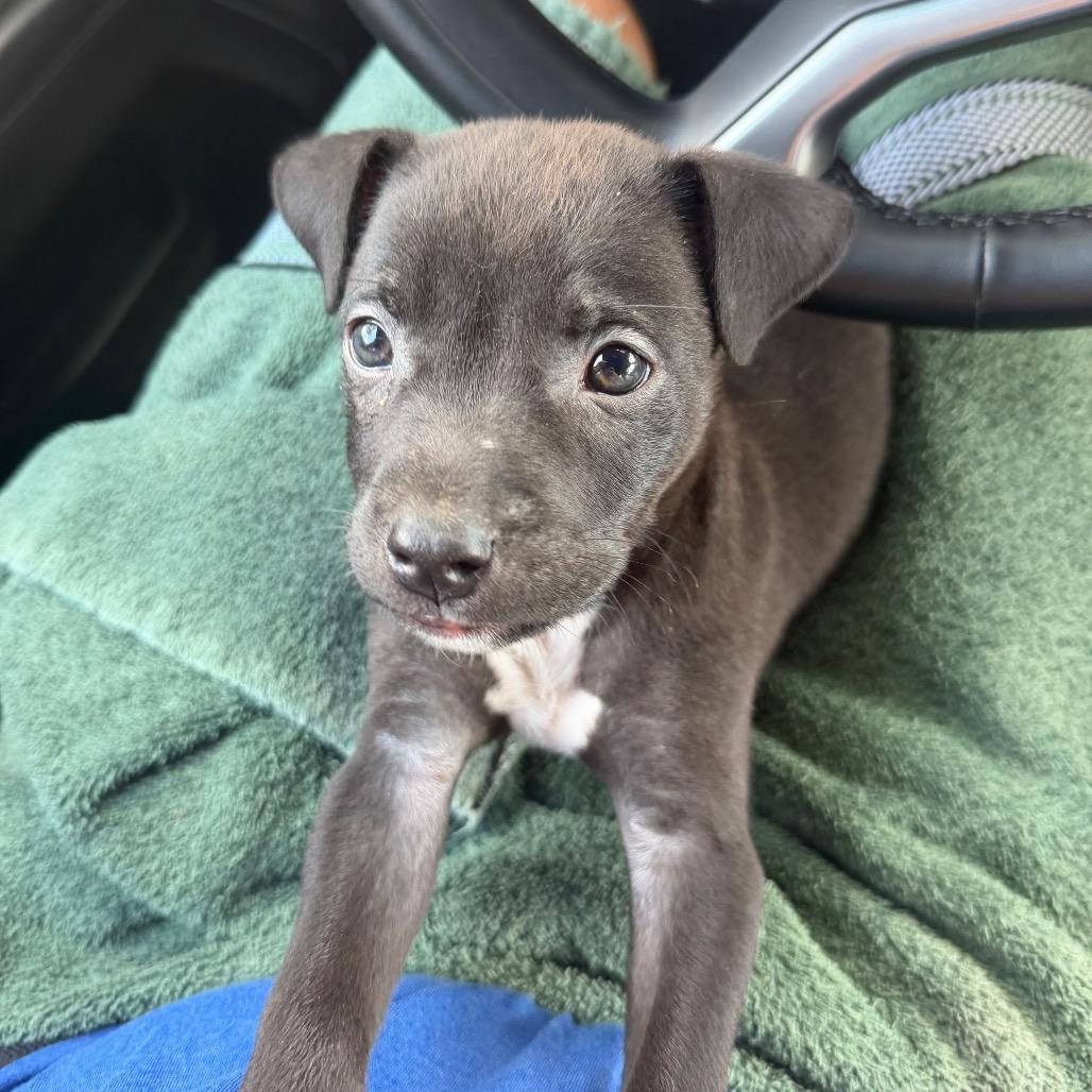 Xavier, Adoptable, Puppy Male Black Labrador Retriever.