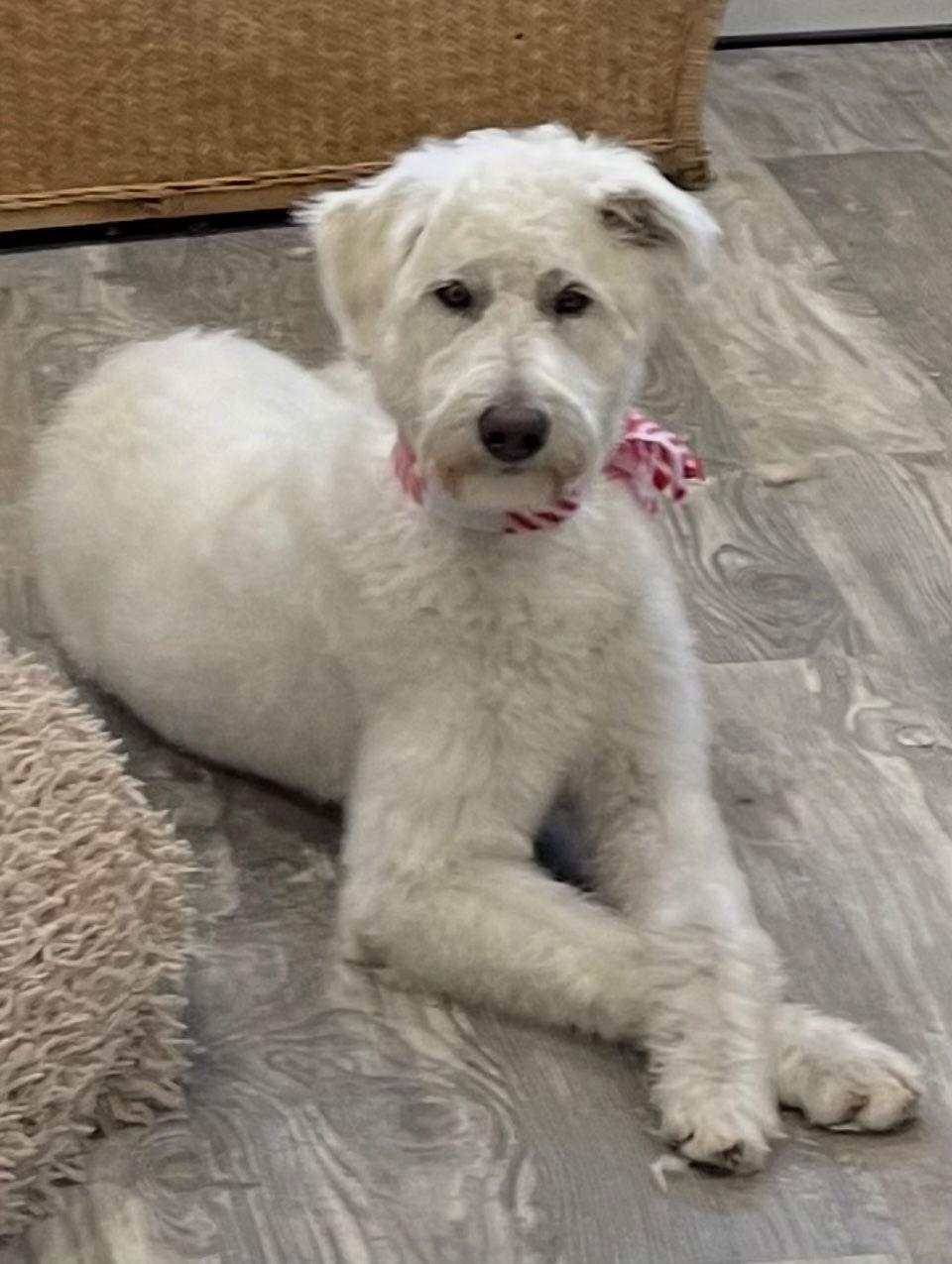 Enlarge Morris, a Adoptable mixed breed in Brick, NJ image 2/3