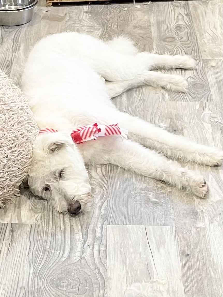 Enlarge Morris, a Adoptable mixed breed in Brick, NJ image 3/3