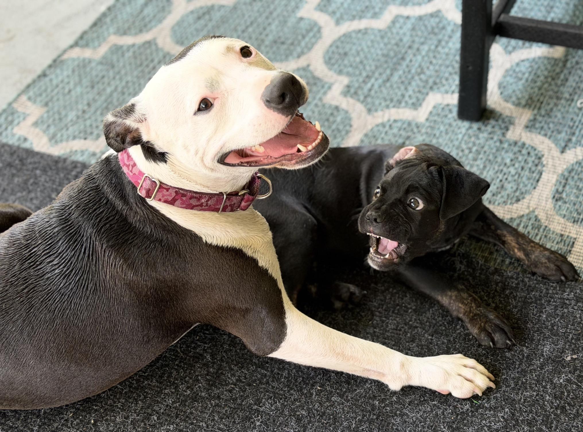 Barney, an adopted mixed breed in Palm springs, FL image 2/2