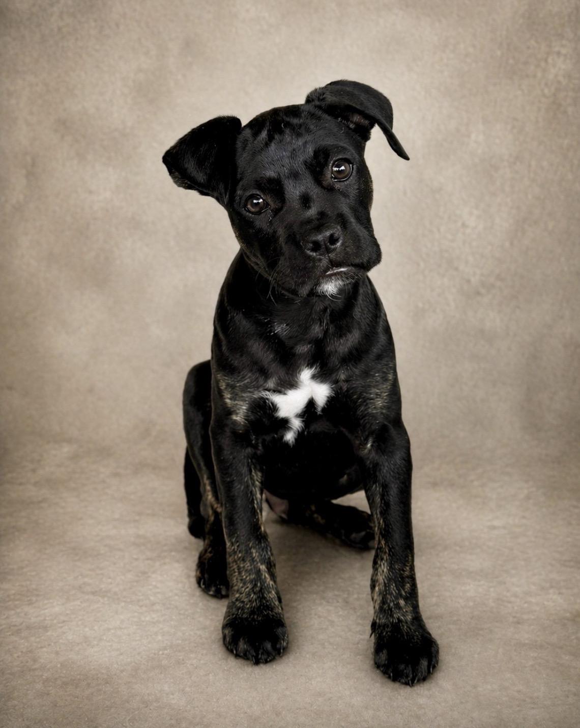 Barney, an adopted mixed breed in Palm springs, FL image 1/2