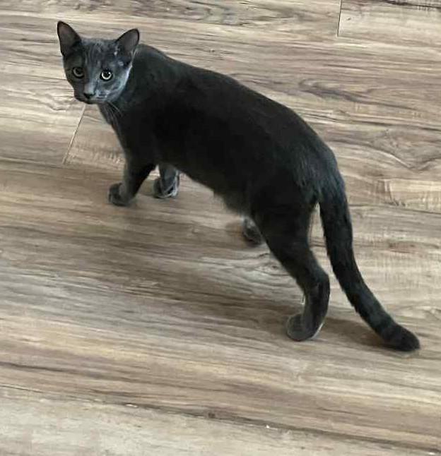 Heather, Adoptable, Young Female Domestic Short Hair & Russian Blue.