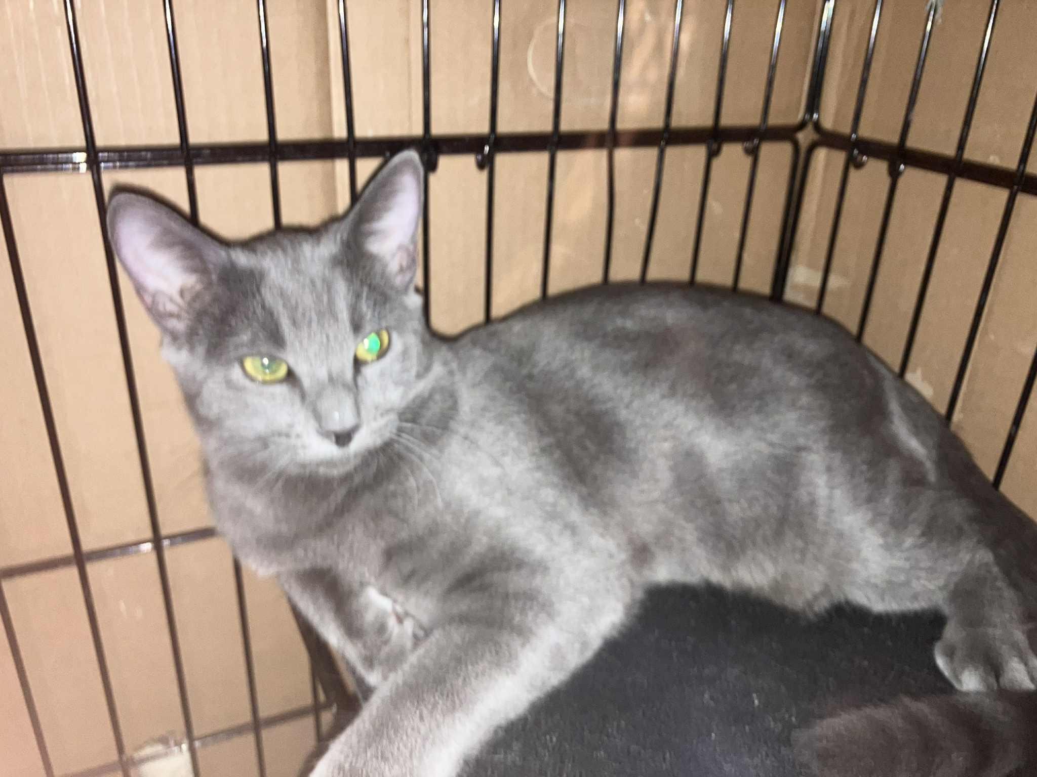 Heather, Adoptable, Young Female Domestic Short Hair & Russian Blue.