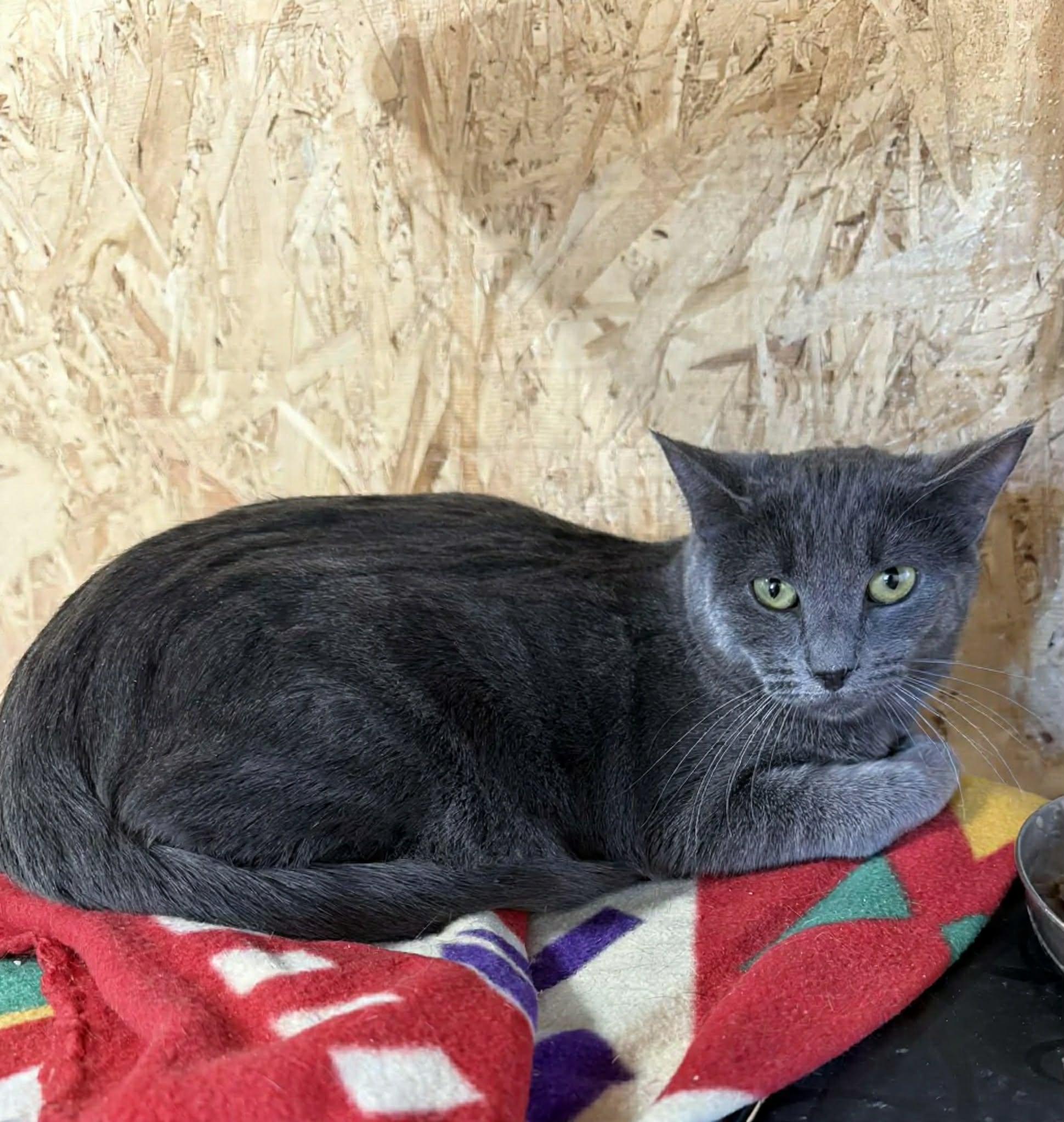 Heather, Adoptable, Young Female Domestic Short Hair & Russian Blue.