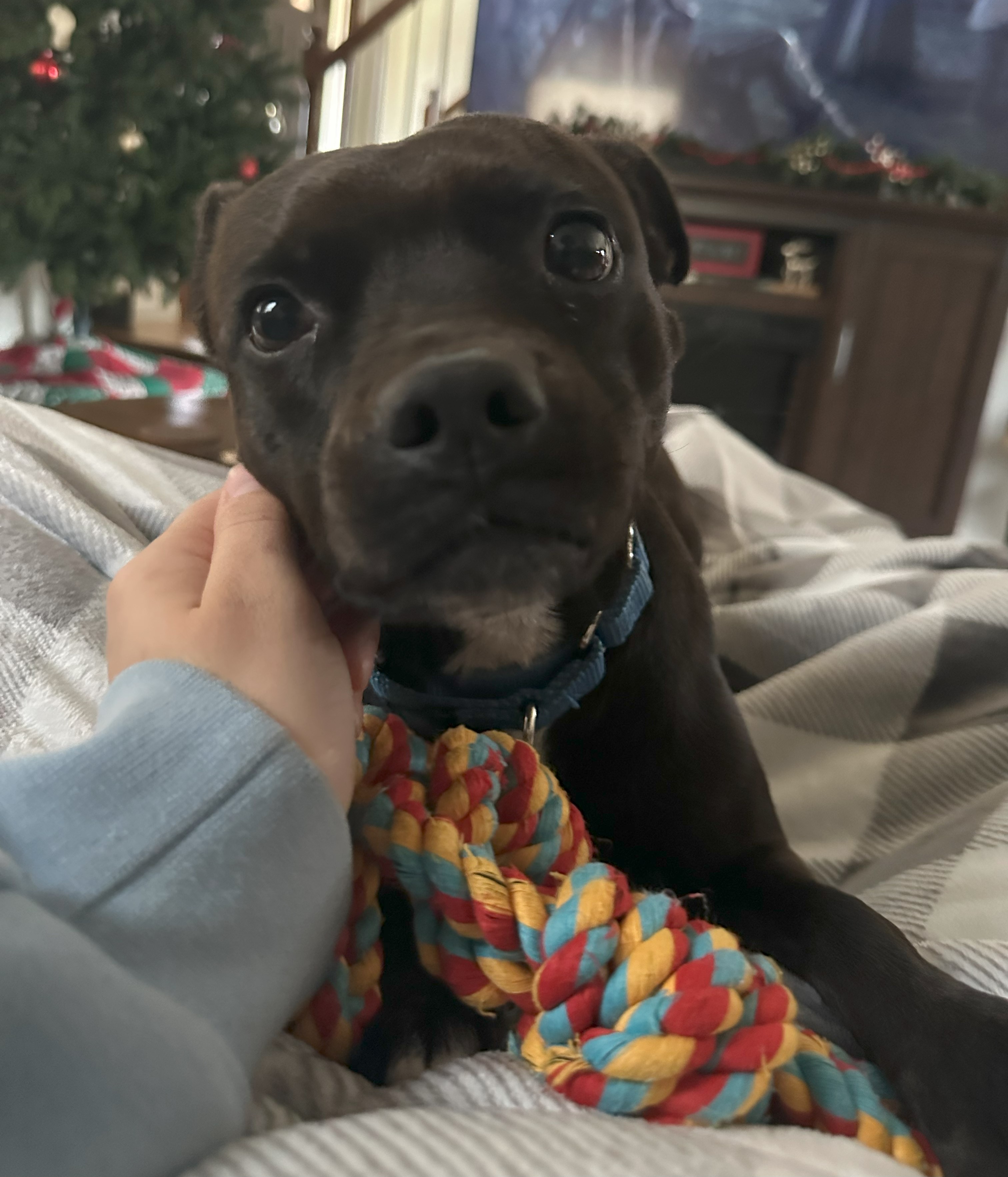 Dog for adoption Baby, a Mixed Breed in Chichester, NH Petfinder