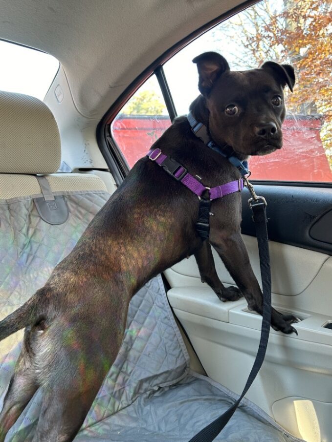 Dog for adoption Baby, a Mixed Breed in Chichester, NH Petfinder