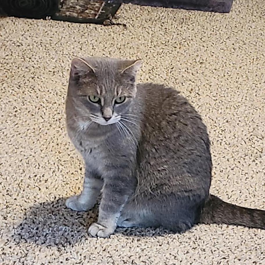 Eve, Adoptable, Adult Female Domestic Short Hair.