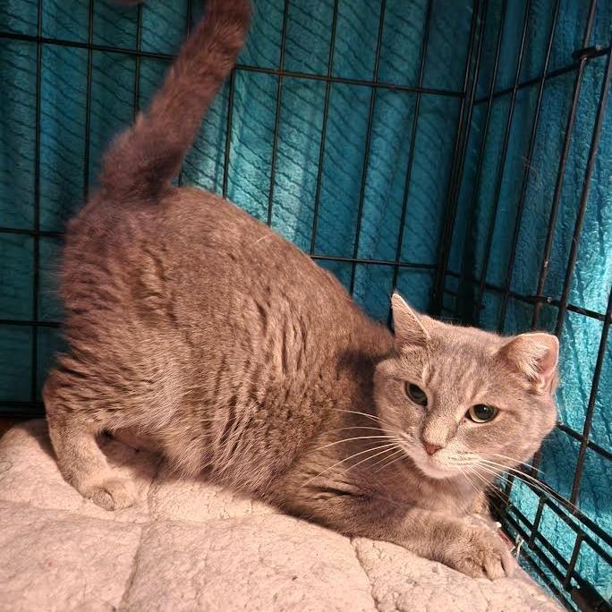Eve, a Adoptable Domestic Short Hair in Madison, WI image 2/6